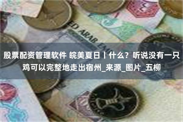 股票配资管理软件 皖美夏日丨什么？听说没有一只鸡可以完整地走出宿州_来源_图片_五柳